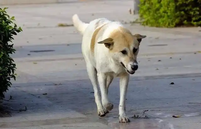 黄白花土狗通常以白色为基色,头部多为黄色,背部散布各种大小不一的