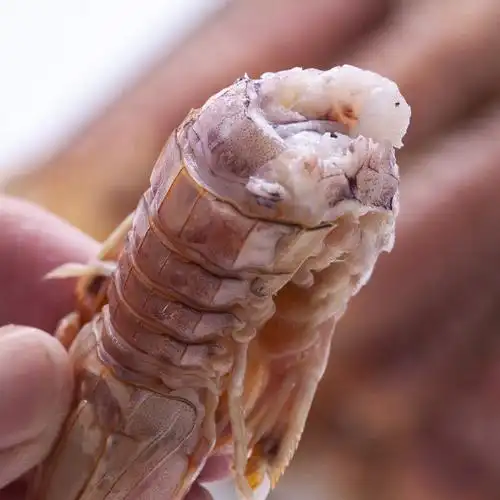 带黄皮皮虾新鲜特大号熟冻母皮皮虾带膏虾婆虾爬子三斤装特大公皮皮虾