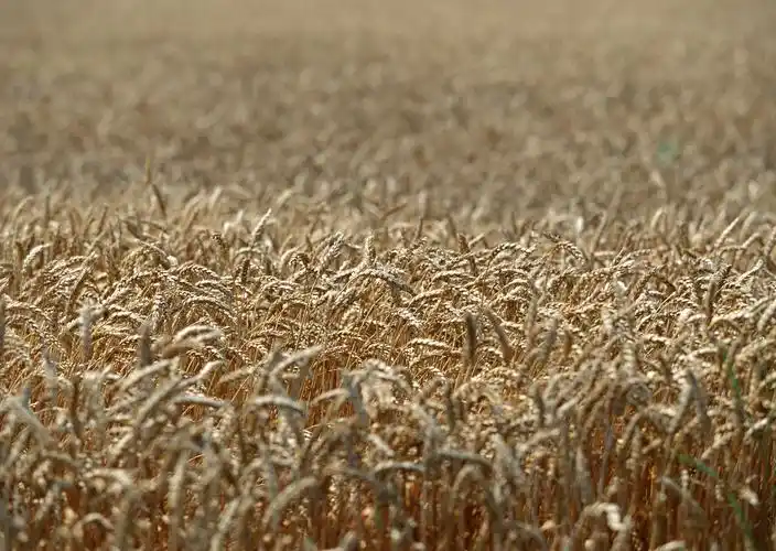 金色的麦田,高清壁纸,风景图片-回车桌面