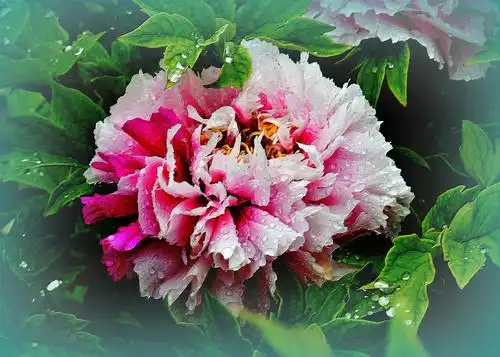 牡丹丛中一稀贵,"三国"二乔冠花名.20190,04,30