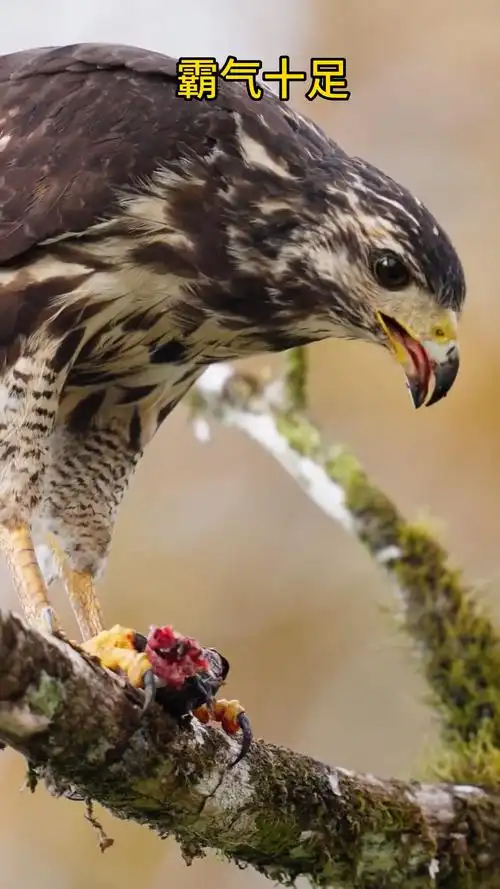 老鹰霸气十足眼神都吓人