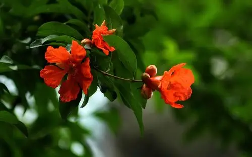 绽放的石榴花高清原图查看