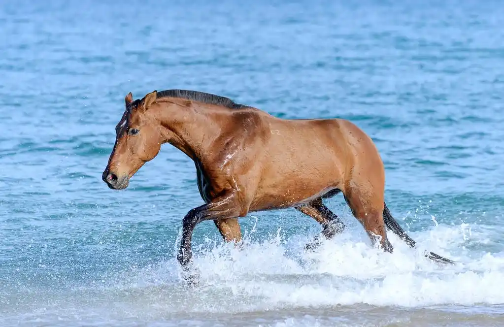马在水里,美丽的棕色马驰骋在水中运行海的海滩上