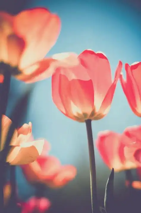 花非花lomo唯美意境图片