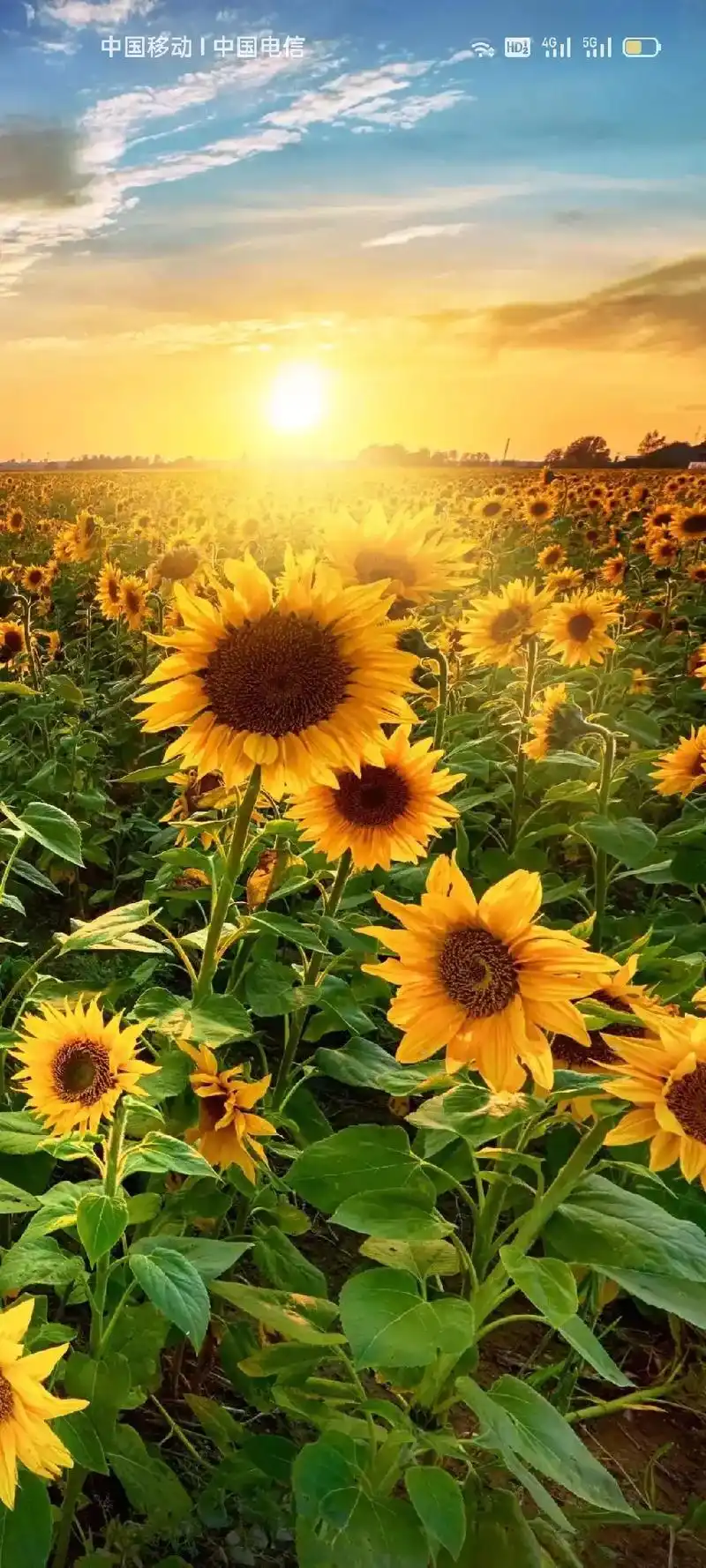 阳光正好微风不燥该来的都在路上 #蓝天白云晴空万里 #愿所 - 抖音