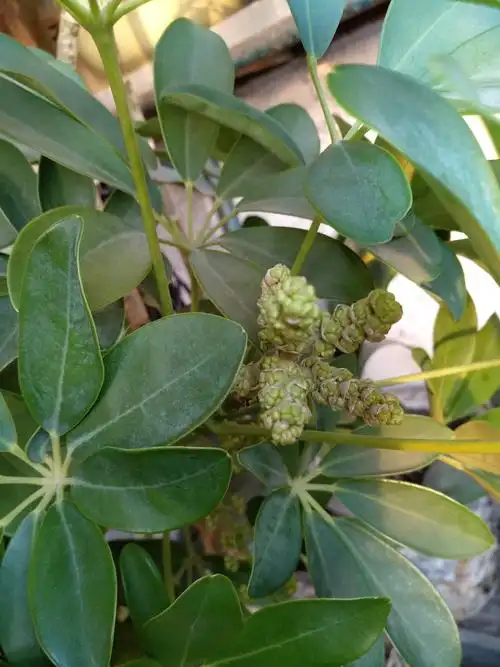 开花的平安发财树