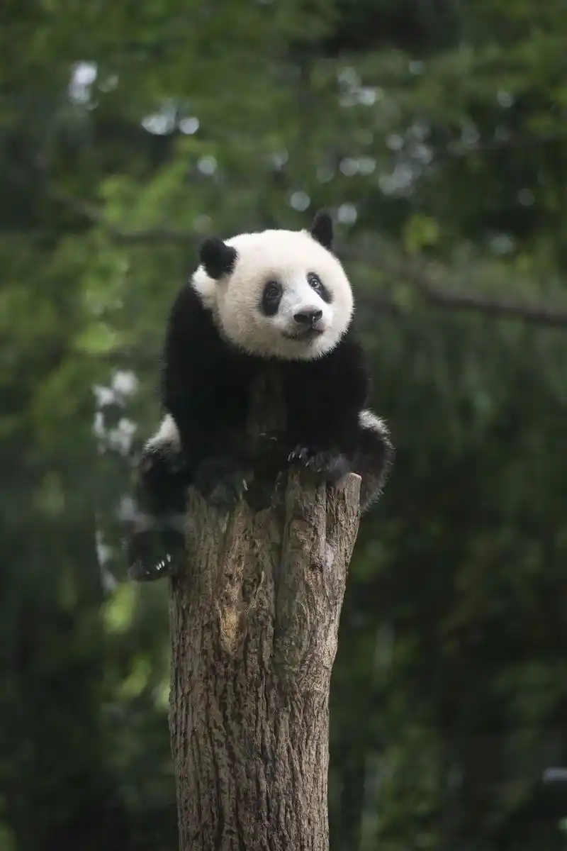 1000万张熊猫照片,日本籍狂热爱好者分享香香成长记__财经头条