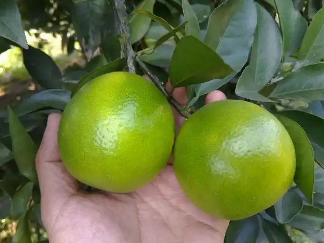 知道正宗红江橙成熟需要多少时间不,看了文章你就清清楚楚了哦!