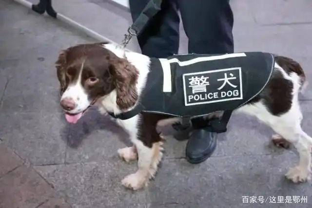 萌化了!鄂州街头网红警犬免费撸