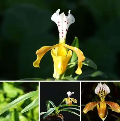 国家Ⅰ级濒危物种格力兜兰鉴赏辨识与保护现状