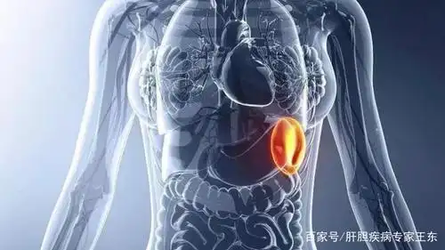 脾脏,在人体中或许并不"起眼",可一旦生病,只能切掉?