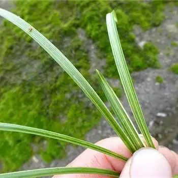 春兰丝丝艺草 - 中国兰花交易网