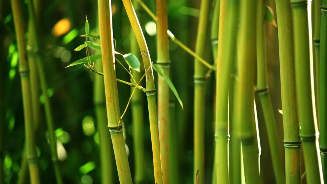 春天,绿色,竹,丛林,特写镜头图片,4k高清其它图片,娟娟壁纸