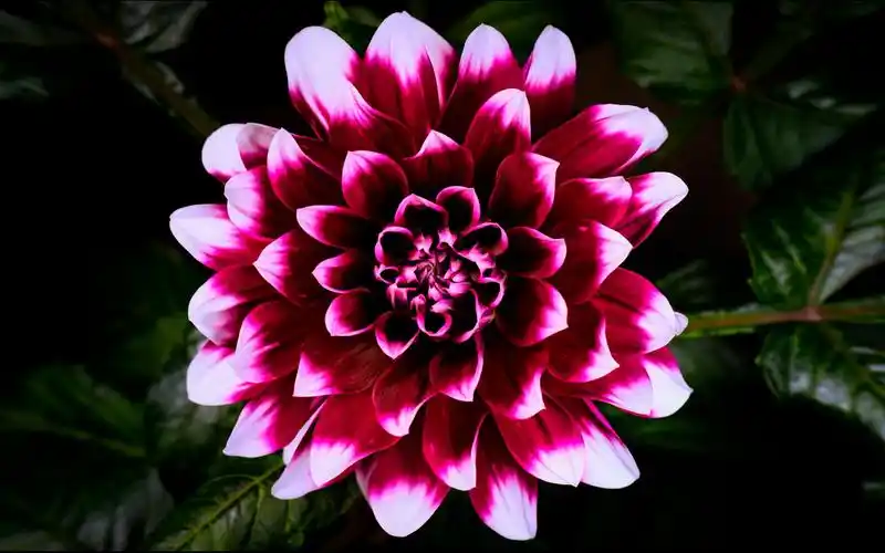 植物图鉴《百花怒放》图片来源网络