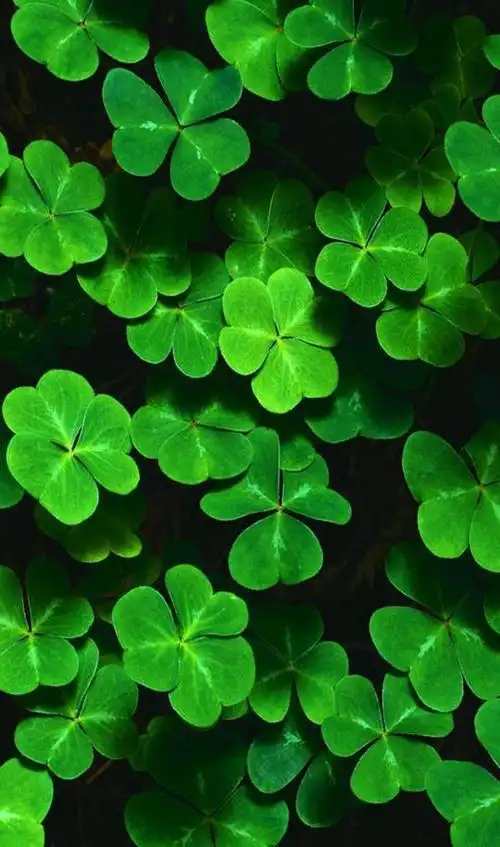 小清新手机壁纸唯美待机画面锁屏背景图,喜欢请关注小编!