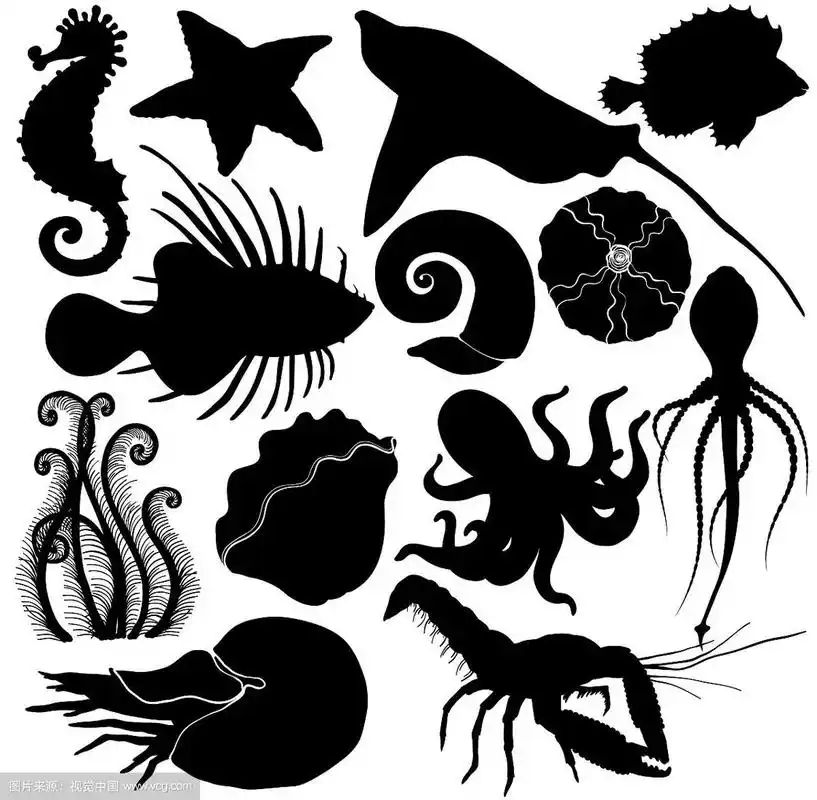 海洋生物的剪影