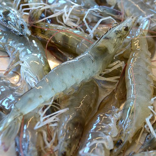 500g北京闪送鲜活海白虾海鲜水产明虾对虾非基活虾