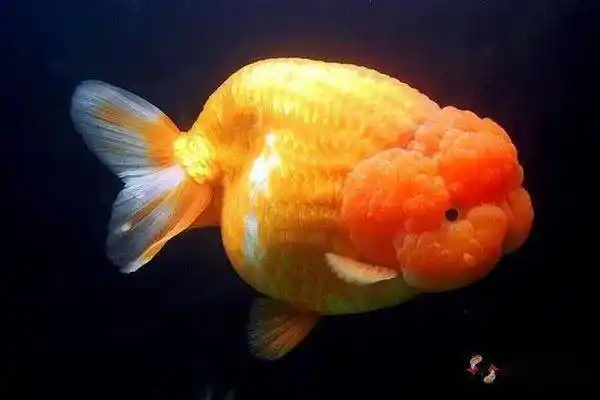 中国金鱼品种图解——兰寿