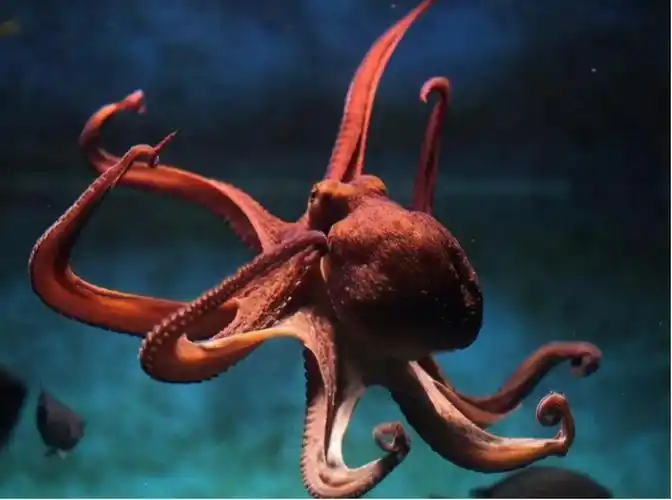 章鱼智商相当于人几岁,章鱼的入药价值 第1张