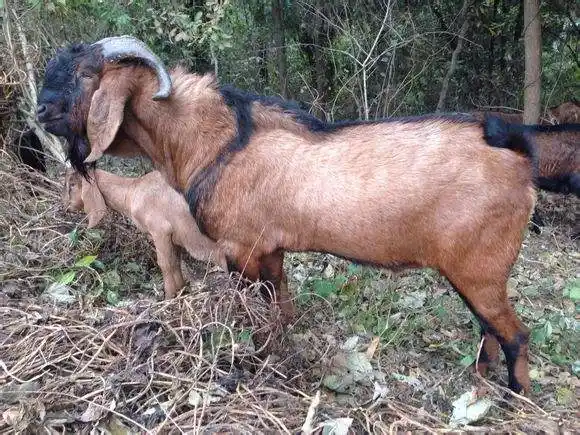 国内优秀山羊品种介绍二:简阳大耳羊