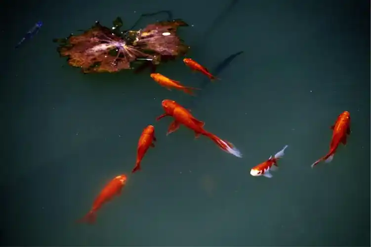 花草山水,图片鲜艳.很喜欢