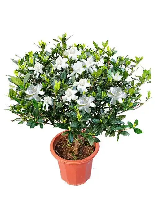 独杆四季栀子花大树树苗盆栽花苞浓香香型枝枝花卉