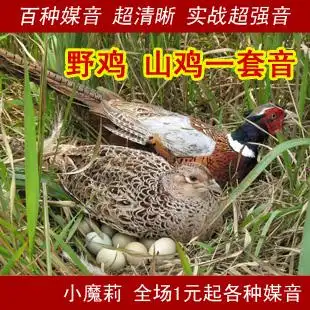 野鸡 山鸡全套叫声大全鸟用具鸟叫声音电媒音诱鸟声引媒声mp3音频