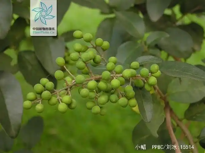 p>小蜡(学名: i>ligustrum sinense /i> lour.