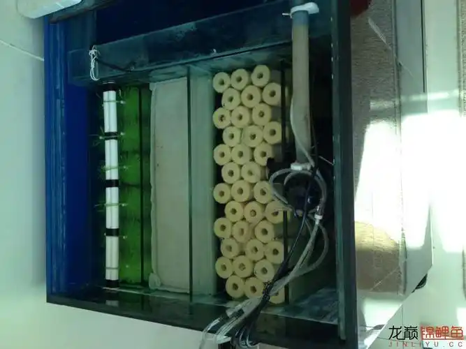 晒锦鲤地缸侧滤 - 锦鲤玩家 - 龙巅锦鲤鱼