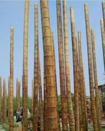 云南版纳现擎天巨龙竹高达30米 高大粗壮堪称竹王