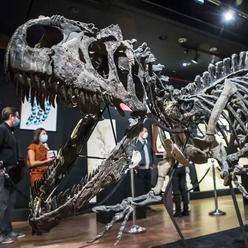 巴黎恐龙化石拍卖