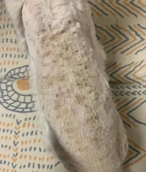 因为猫藓很容易传染给人还有其他动物,但是朗博特癣清复方酮康唑软膏