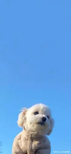 第60期,苹果11高清无水印壁纸