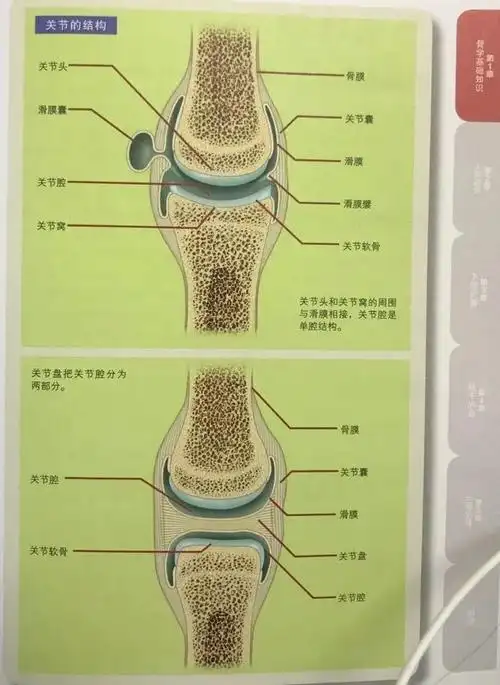 精细关节结构分析,指示清晰