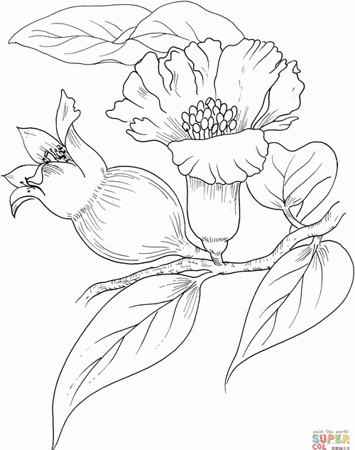 石榴花简笔画图片