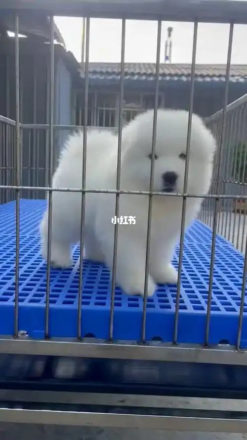 熊版萨摩耶宝宝广州卖狗的地方广州宠物狗