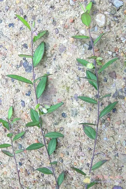 中草药图片大全 >> 外科用药 >> 蛇虫,狂犬咬伤用药篇 - 好网角收藏夹