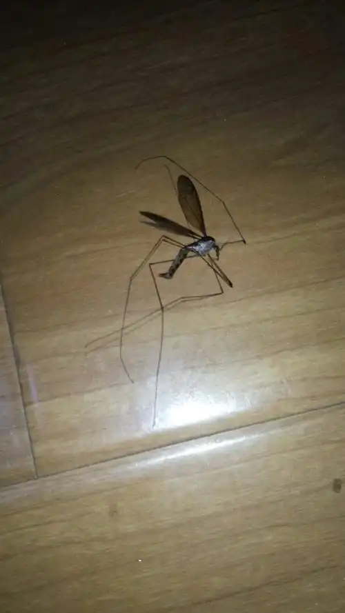 这是什么蚊子,为什么这样大,不知在今年看到了