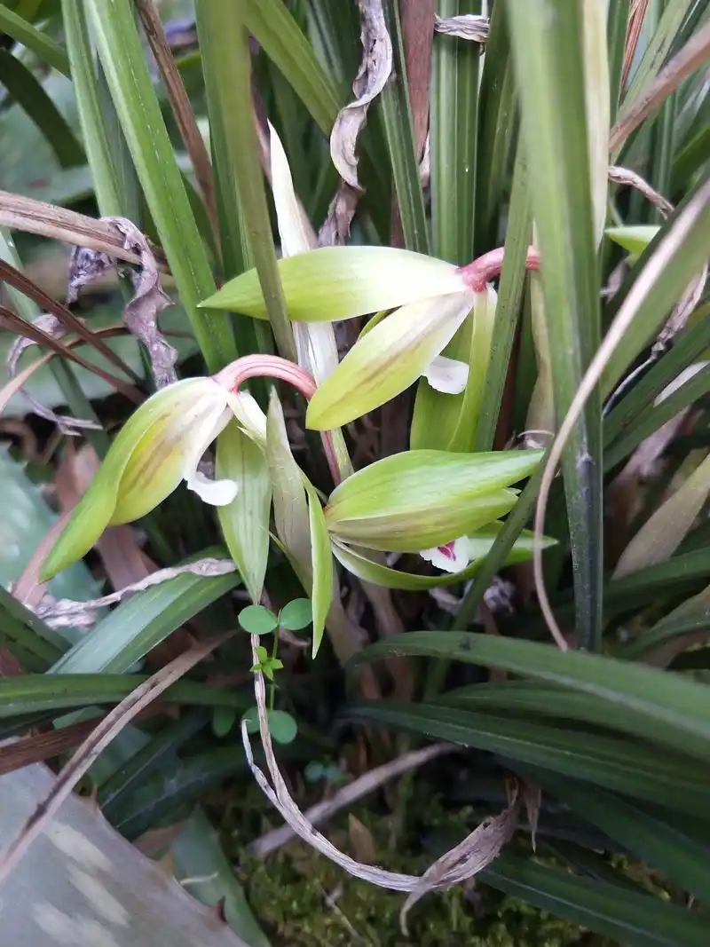 野生九头兰花又名蕙兰