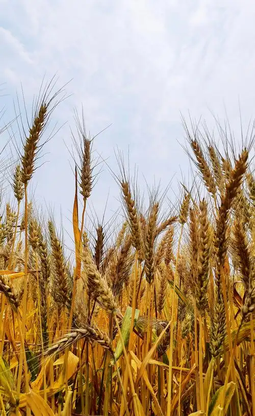 麦穗低头又是丰收季