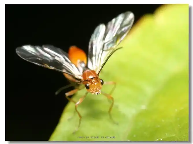 暗脊茧蜂(动物)暗脊茧蜂是茧蜂科的一种节肢动物,分布于福建,广西等地