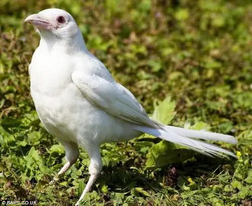 英国摄影爱好者拍到罕见白化喜鹊照片(组图)