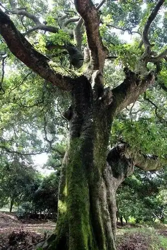 近2000棵百年荔枝古树藏身大朗一村落