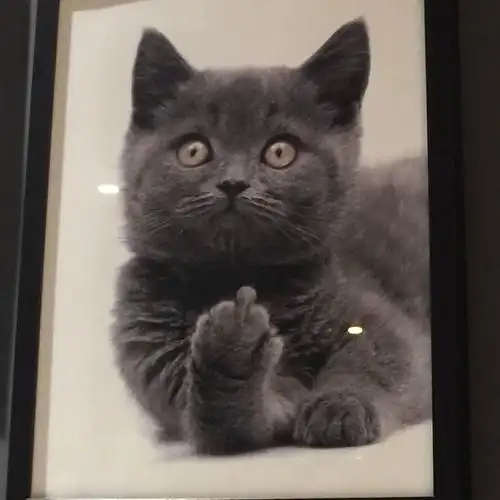 这只猫做着国际手势引得很多粉丝.