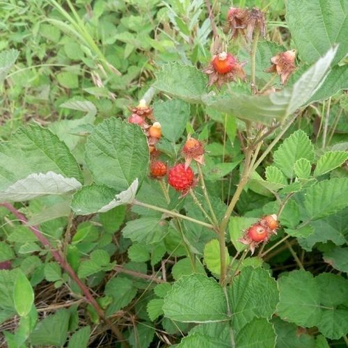 这是学名,也叫树莓覆盆子学名rubus idaeus是一种蔷薇科悬钩子属的