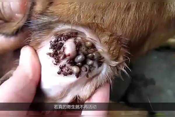 实拍小狗身上寄生千万只恐怖的蜱虫坚持看完的才是纯爷们