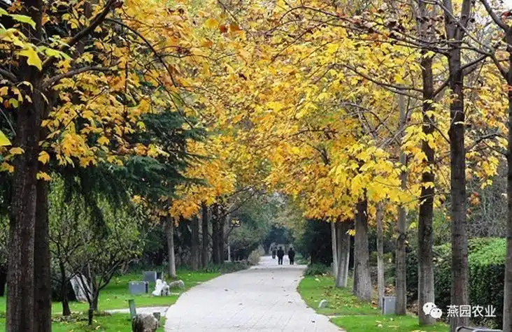 带你认识世界五大行道树