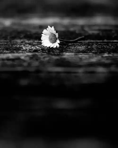 黑白的诱惑,美轮美奂,精彩的黑白摄影作品!