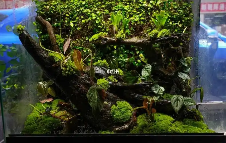 60厘米雨林缸半翻缸