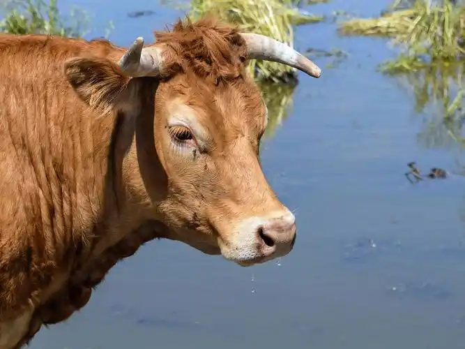 草动物母牛牛农业牲畜水植物